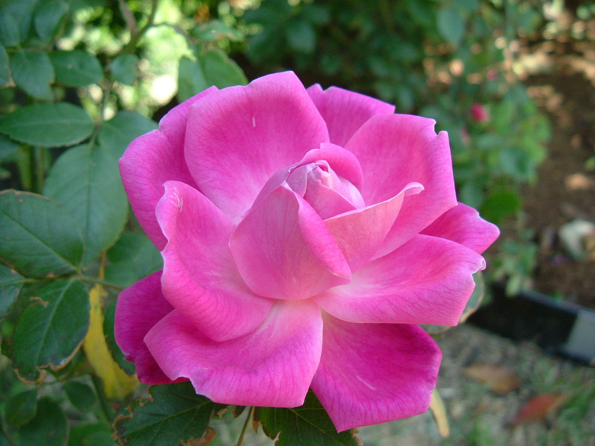1200px Rosa chinensis petals 1