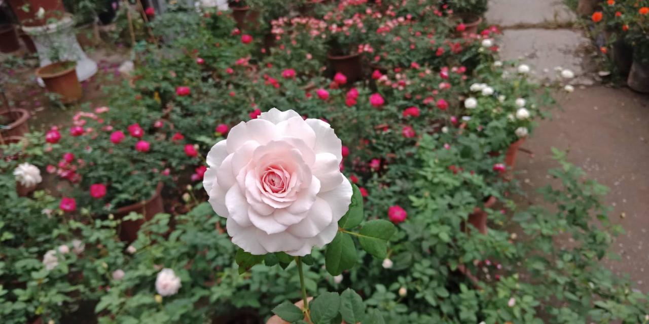 Hoa hồng ngoại Misaki rose – Xinh Garden