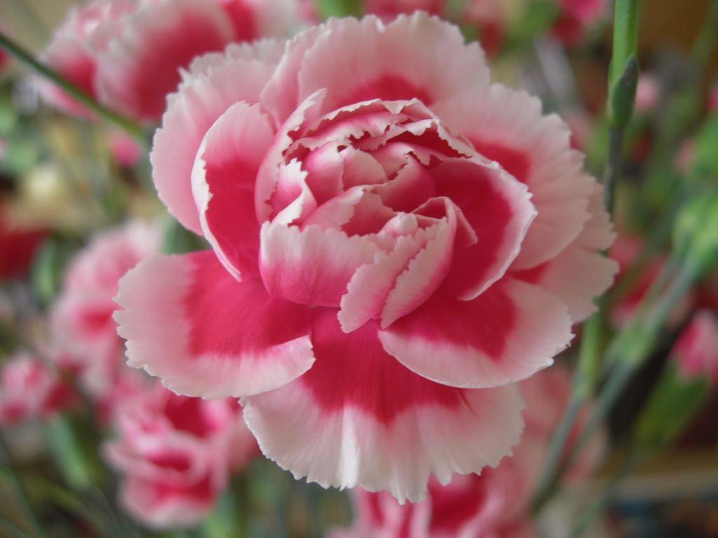 Những Hình ảnh HOA CẨM CHƯỚNG đẹp nhất và Ý NGHĨA HOA hoa cẩm chướng!!